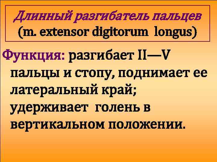 Длинный разгибатель пальцев (m. extensor digitorum longus) Функция: разгибает II—V пальцы и стопу, поднимает