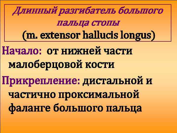 Длинный разгибатель большого пальца стопы (m. extensor hallucis longus) Начало: от нижней части малоберцовой