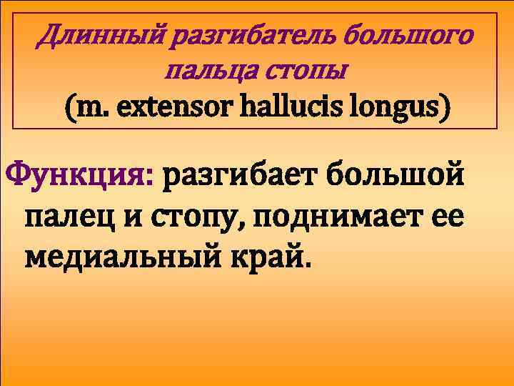 Длинный разгибатель большого пальца стопы (m. extensor hallucis longus) Функция: разгибает большой палец и