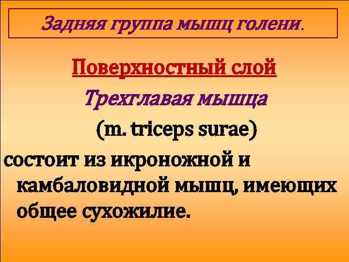 Задняя группа мышц голени. Поверхностный слой Трехглавая мышца (m. triceps surae) состоит из икроножной