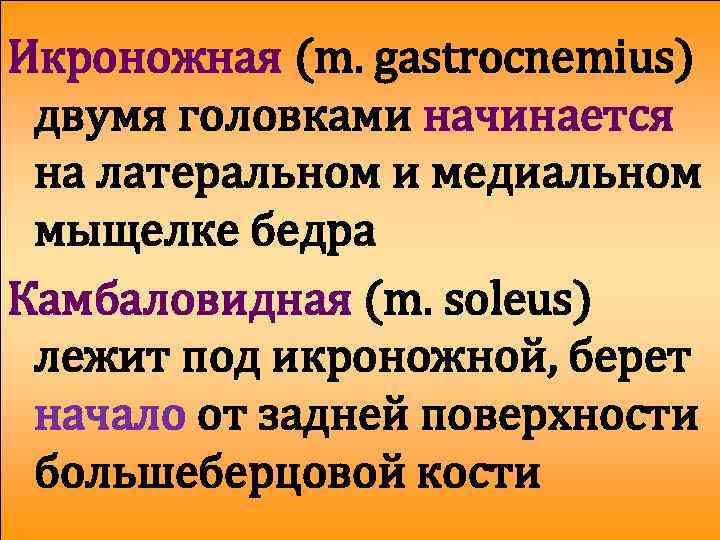 Икроножная (m. gastrocnemius) двумя головками начинается на латеральном и медиальном мыщелке бедра Камбаловидная (m.