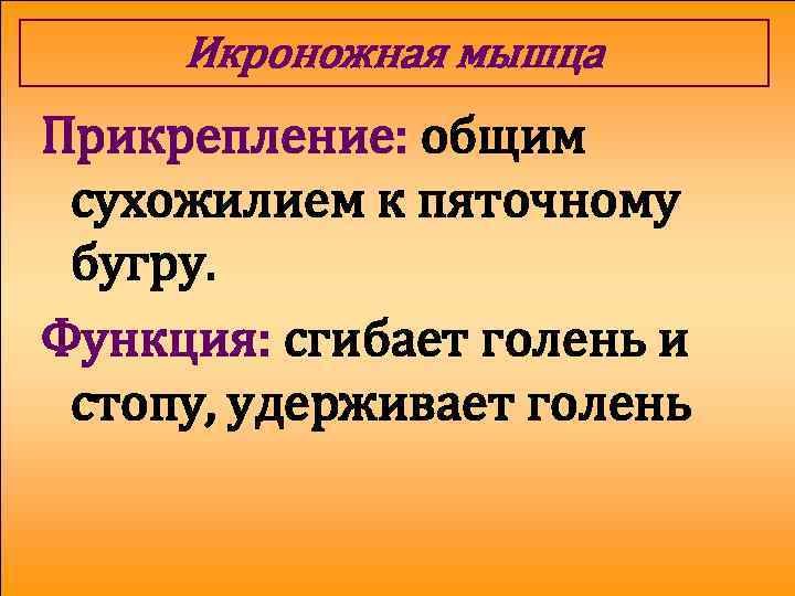 Икроножная мышца Прикрепление: общим сухожилием к пяточному бугру. Функция: сгибает голень и стопу, удерживает