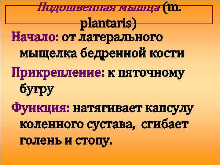 Подошвенная мышца (m. plantaris) Начало: от латерального мыщелка бедренной кости Прикрепление: к пяточному бугру