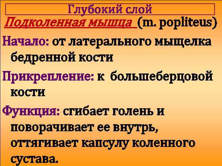 Глубокий слой Подколенная мышца (m. popliteus) Начало: от латерального мыщелка бедренной кости Прикрепление: к