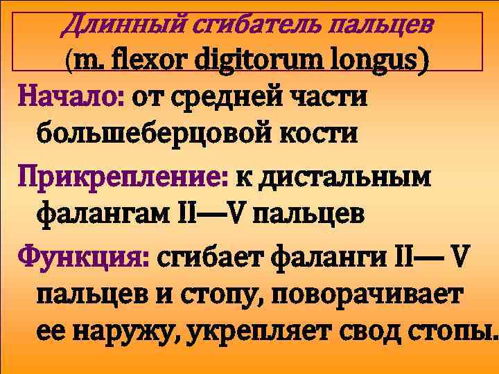 Длинный сгибатель пальцев (m. flexor digitorum longus) Начало: от средней части большеберцовой кости Прикрепление: