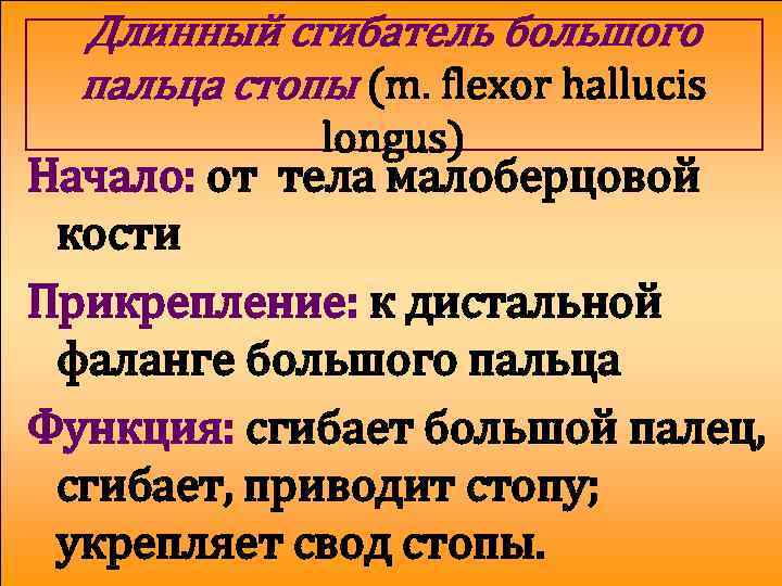 Длинный сгибатель большого пальца стопы (m. flexor hallucis longus) Начало: от тела малоберцовой кости