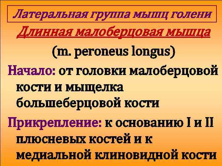 Латеральная группа мышц голени Длинная малоберцовая мышца (m. peroneus longus) Начало: от головки малоберцовой