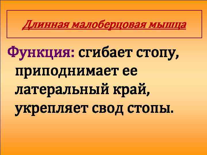 Длинная малоберцовая мышца Функция: сгибает стопу, приподнимает ее латеральный край, укрепляет свод стопы. 