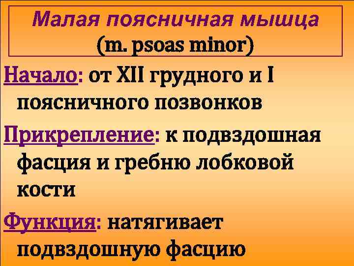 Малая поясничная мышца (m. psoas minor) Начало: от XII грудного и I поясничного позвонков