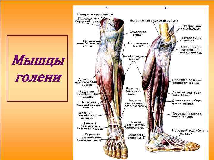 Где находится голень у человека впр. Анатомия голени. Мышцы голени передняя группа таблица. Голень и стопа.