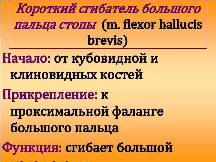 Короткий сгибатель большого пальца стопы (m. flexor hallucis brevis) Начало: от кубовидной и клиновидных