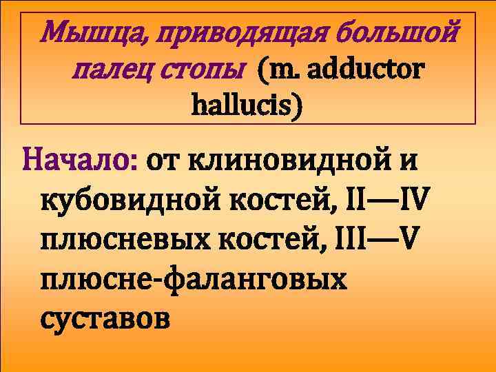 Мышца, приводящая большой палец стопы (m. adductor hallucis) Начало: от клиновидной и кубовидной костей,