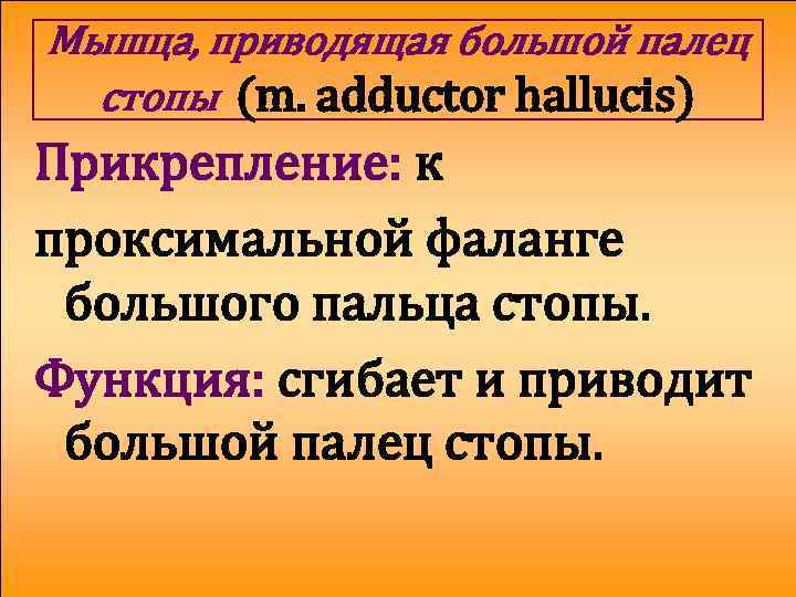 Мышца, приводящая большой палец стопы (m. adductor hallucis) Прикрепление: к проксимальной фаланге большого пальца