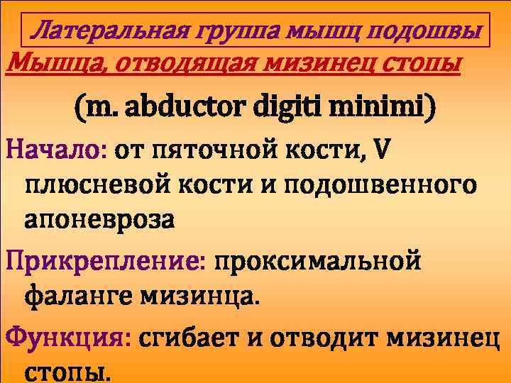 Латеральная группа мышц подошвы Мышца, отводящая мизинец стопы (m. abductor digiti minimi) Начало: от