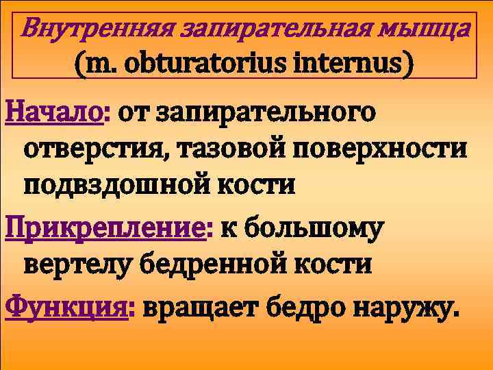 Внутренняя запирательная мышца (m. obturatorius internus) Начало: от запирательного отверстия, тазовой поверхности подвздошной кости