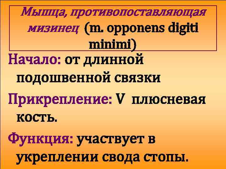 Мышца, противопоставляющая мизинец (m. opponens digiti minimi) Начало: от длинной подошвенной связки Прикрепление: V