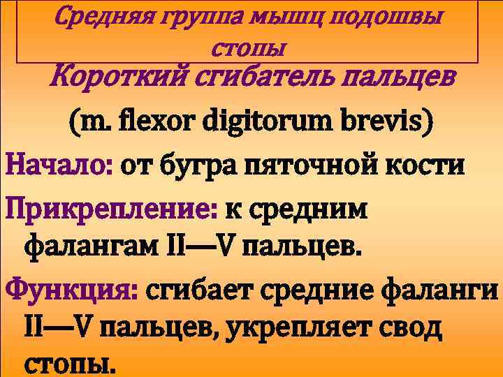 Средняя группа мышц подошвы стопы Короткий сгибатель пальцев (m. flexor digitorum brevis) Начало: от