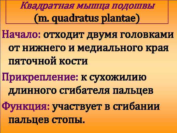 Квадратная мышца подошвы (m. quadratus plantae) Начало: отходит двумя головками от нижнего и медиального