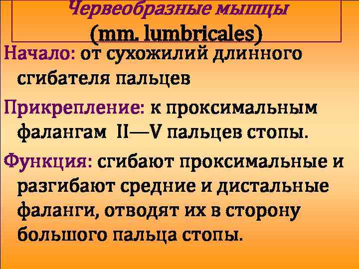 Червеобразные мышцы (mm. lumbricales) Начало: от сухожилий длинного сгибателя пальцев Прикрепление: к проксимальным фалангам