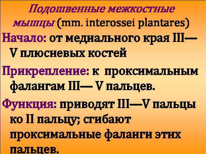 Подошвенные межкостные мышцы (mm. interossei plantares) Начало: от медиального края III— V плюсневых костей