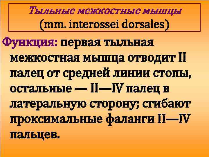 Тыльные межкостные мышцы (mm. interossei dorsales) Функция: первая тыльная межкостная мышца отводит II палец