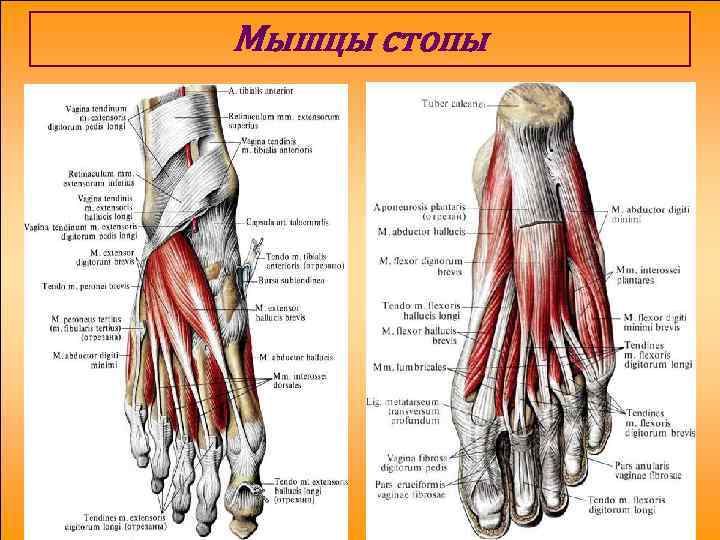 Мышцы стопы анатомия человека рисунок с подписями