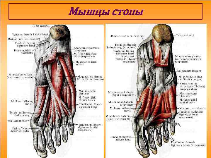 Мышцы стопы человека в картинках с названиями