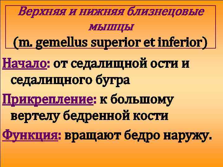 Верхняя и нижняя близнецовые мышцы (m. gemellus superior et inferior) Начало: от седалищной ости