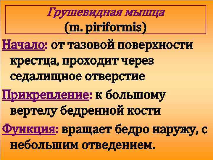 Грушевидная мышца (m. piriformis) Начало: от тазовой поверхности крестца, проходит через седалищное отверстие Прикрепление: