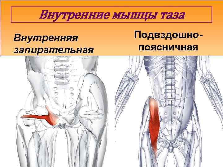 Внутренние мышцы таза Внутренняя запирательная Подвздошнопоясничная 