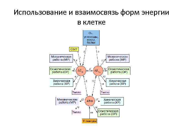 Использование и взаимосвязь форм энергии в клетке 