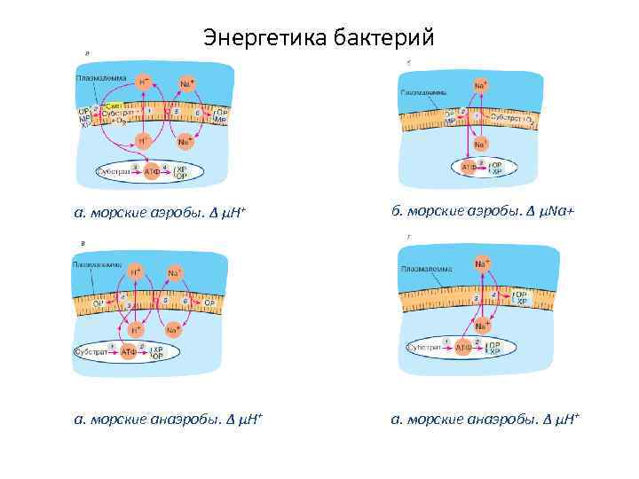 Энергетика бактерий а. морские аэробы. Δ μН+ б. морские аэробы. Δ μNa+ а. морские