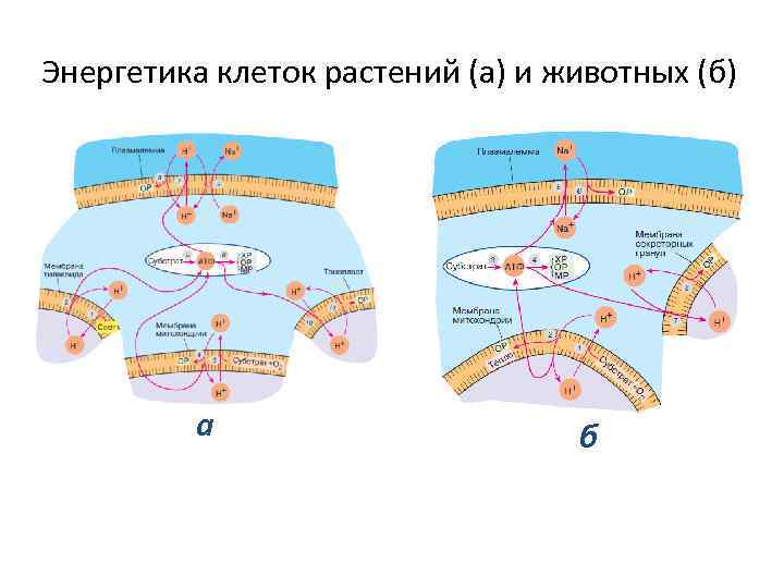 Энергетика клеток растений (а) и животных (б) а б 