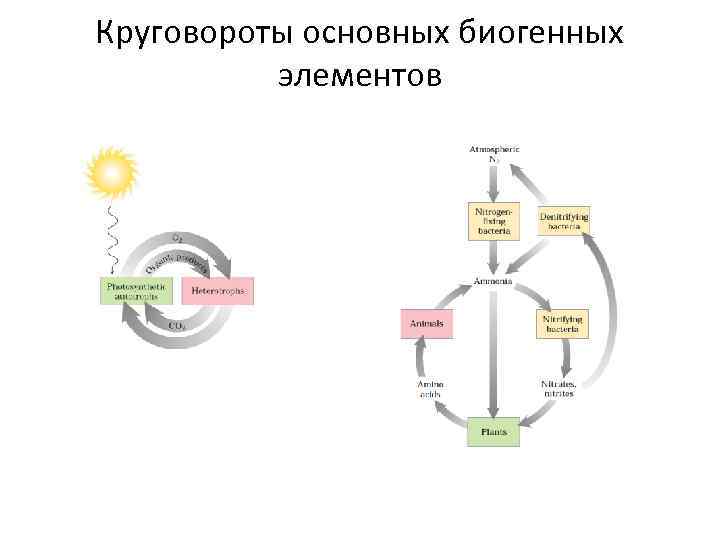 Круговороты основных биогенных элементов 