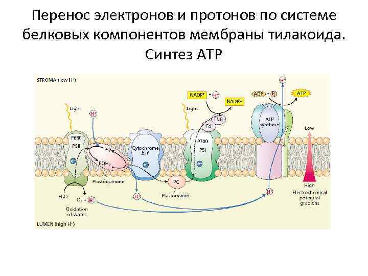 Перенос электронов и протонов по системе белковых компонентов мембраны тилакоида. Синтез АТР 