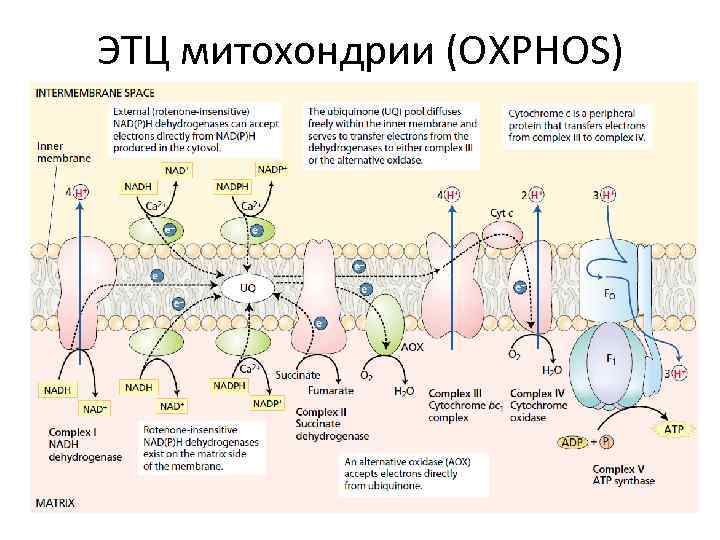 Электронно транспортная цепь схема