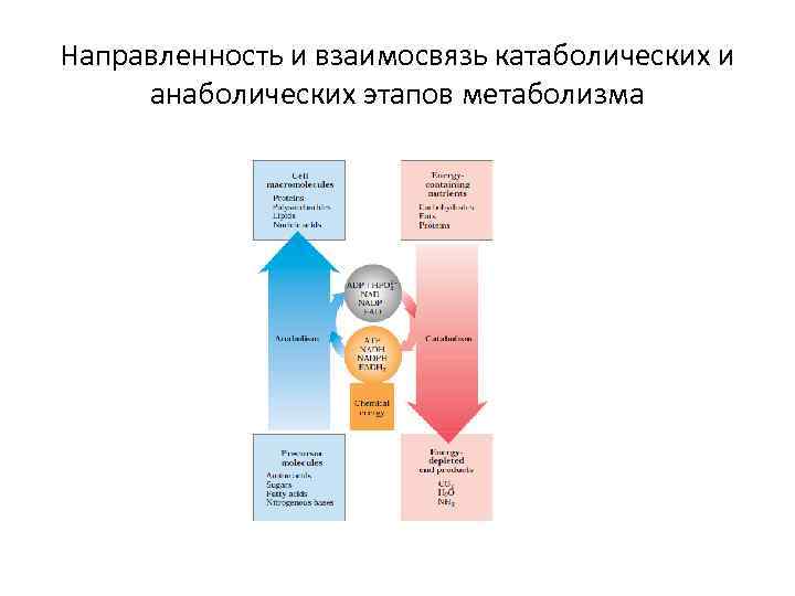 Направленность и взаимосвязь катаболических и анаболических этапов метаболизма 