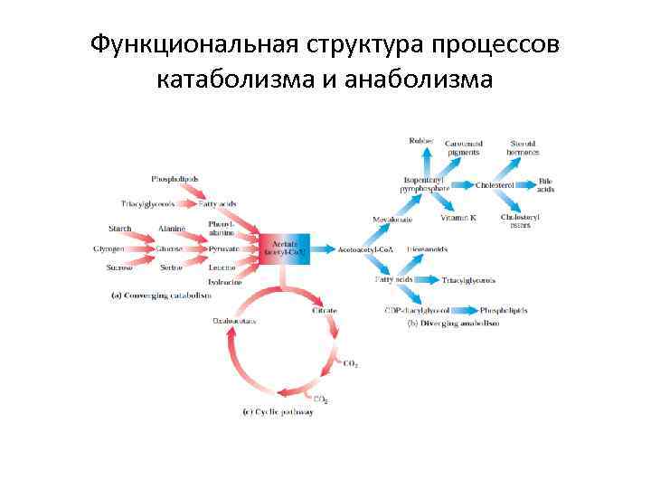 Функциональная структура процессов катаболизма и анаболизма 