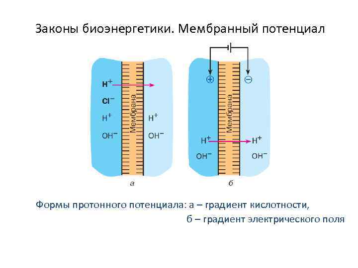 Законы биоэнергетики. Мембранный потенциал Формы протонного потенциала: а – градиент кислотности, б – градиент