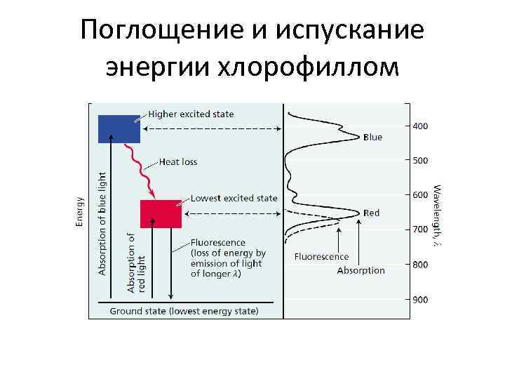 Поглощение и испускание энергии хлорофиллом 