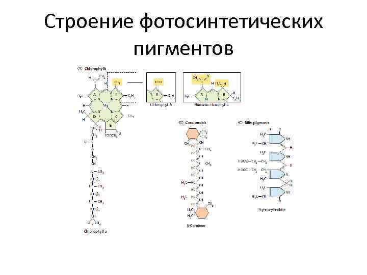 Строение фотосинтетических пигментов 