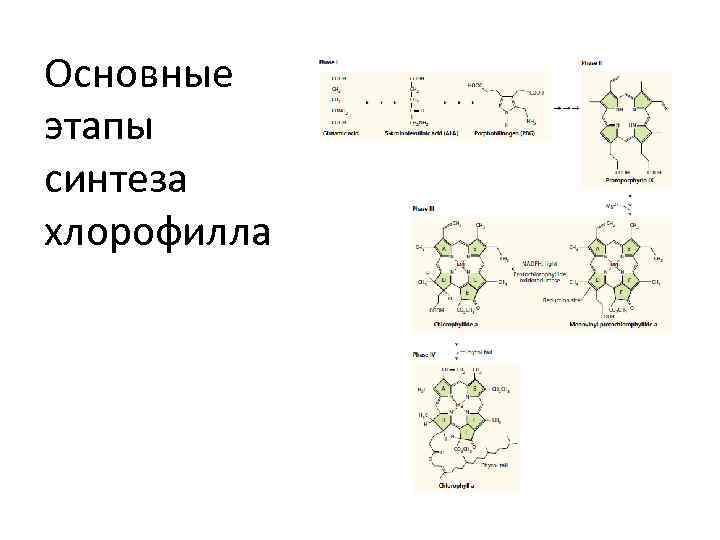 Основные этапы синтеза хлорофилла 