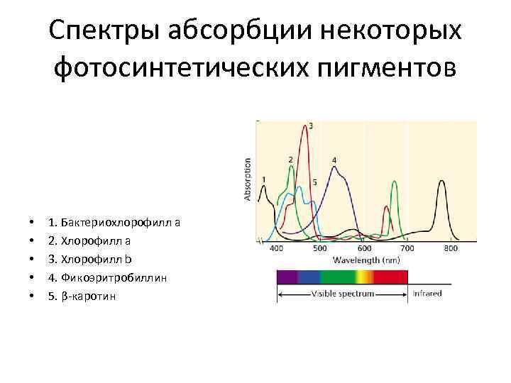 Спектры абсорбции некоторых фотосинтетических пигментов • • • 1. Бактериохлорофилл а 2. Хлорофилл а