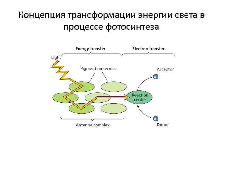 Концепция трансформации энергии света в процессе фотосинтеза 