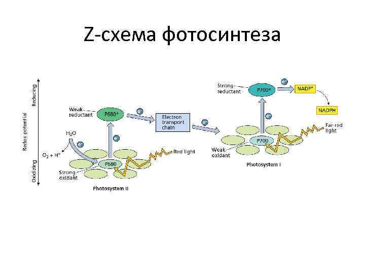 Z-схема фотосинтеза 