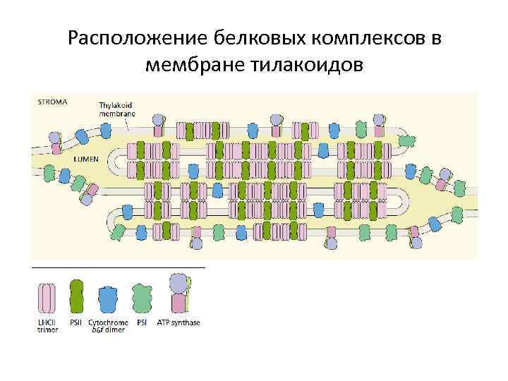 Расположение белковых комплексов в мембране тилакоидов 