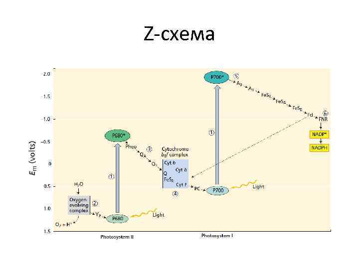 Z-схема 