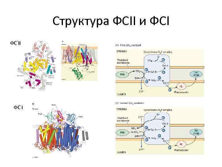 Структура ФСII и ФСI ФС I 