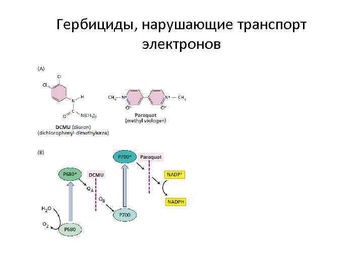 Гербициды, нарушающие транспорт электронов 