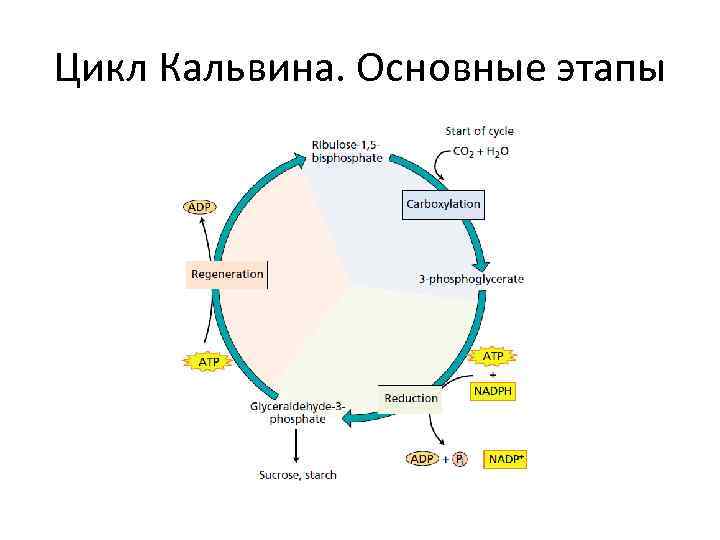 Цикл Кальвина. Основные этапы 